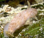 Photo: B.& S.Koretz, Oct 2005;See it in Sea Slug Forum